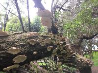 Trametes versicolor image