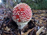 Amanita muscaria image