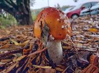 Amanita muscaria image