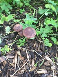 Psathyrella bipellis image