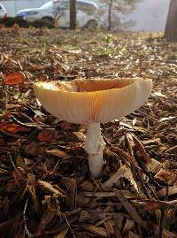 Amanita muscaria image