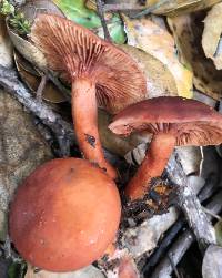 Lactarius rufulus image