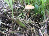 Conocybe rugosa image