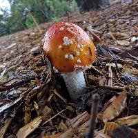 Amanita muscaria image