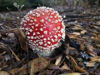 Amanita muscaria image