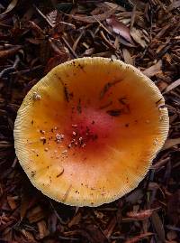 Amanita muscaria image