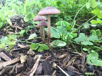 Psathyrella bipellis image