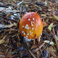 Amanita muscaria image