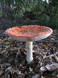 Amanita muscaria image