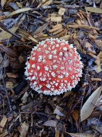 Amanita muscaria image