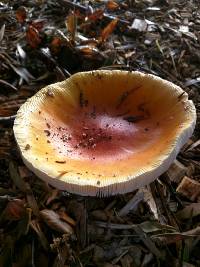 Amanita muscaria image