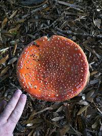 Amanita muscaria image