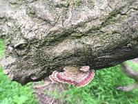 Trametes versicolor image