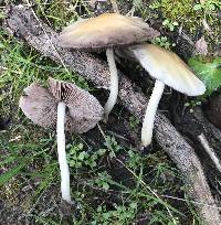 Psathyrella candolleana image