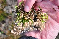 Lobaria scrobiculata image