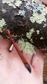 Usnea strigosa image