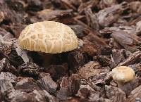 Agrocybe praecox image