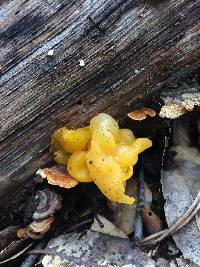 Tremella aurantia image