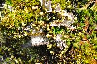 Lobaria scrobiculata image