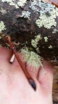 Usnea strigosa image