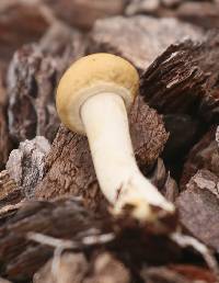 Agrocybe praecox image