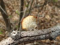 Polyporus alveolaris image