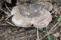 Ganoderma applanatum image