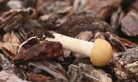 Agrocybe praecox image