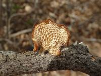 Polyporus alveolaris image