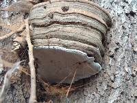 Ganoderma brownii image