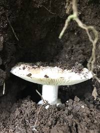 Amanita novinupta image