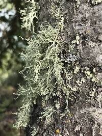 Ramalina farinacea image