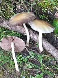 Psathyrella candolleana image