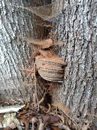 Ganoderma brownii image