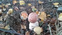 Amanita muscaria image