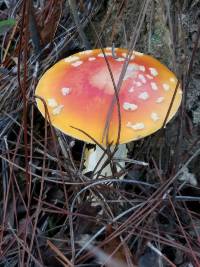 Amanita muscaria image