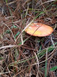 Amanita muscaria image