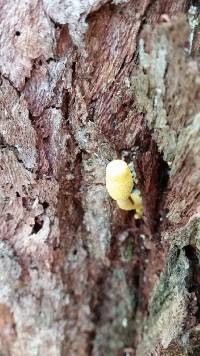 Leucocoprinus birnbaumii image