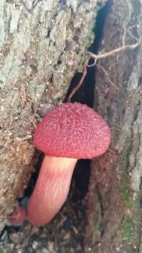 Boletellus emodensis image