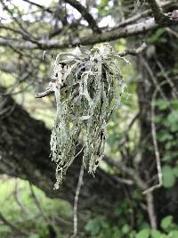 Ramalina subleptocarpha image