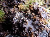 Peltigera pacifica image