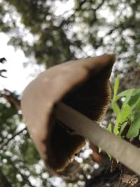 Psathyrella longipes image