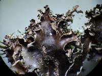 Peltigera pacifica image