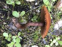 Laccaria laccata image