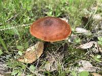 Laccaria laccata image