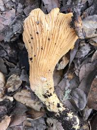 Cantharellus californicus image