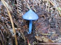 Entoloma hochstetteri image