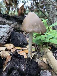 Psathyrella longipes image