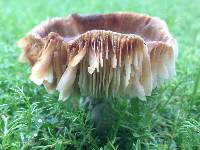 Russula amoenolens image