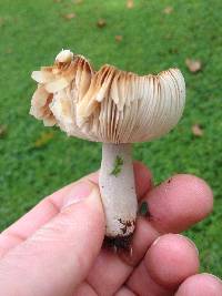 Russula amoenolens image